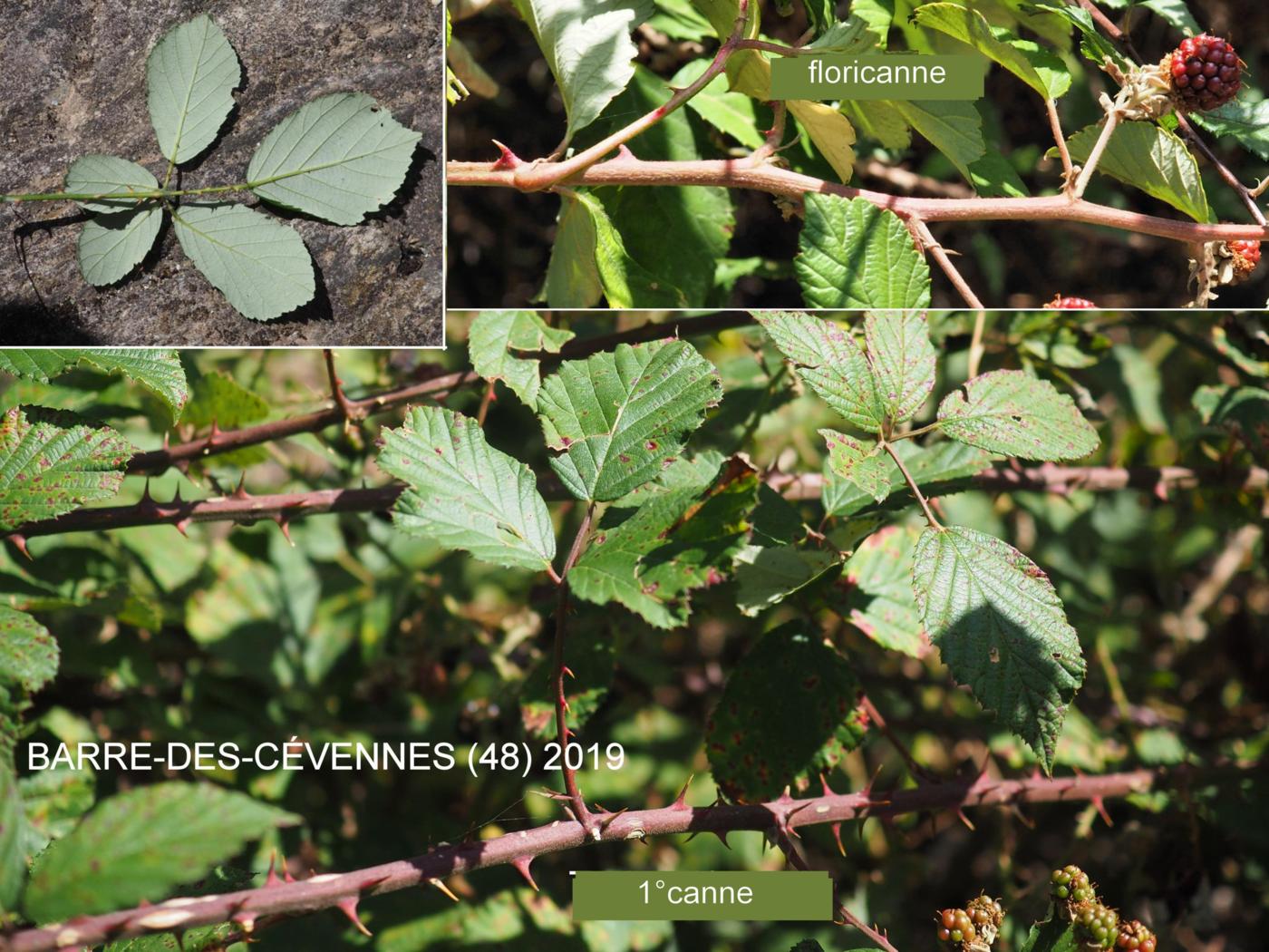 Bramble, Common leaf